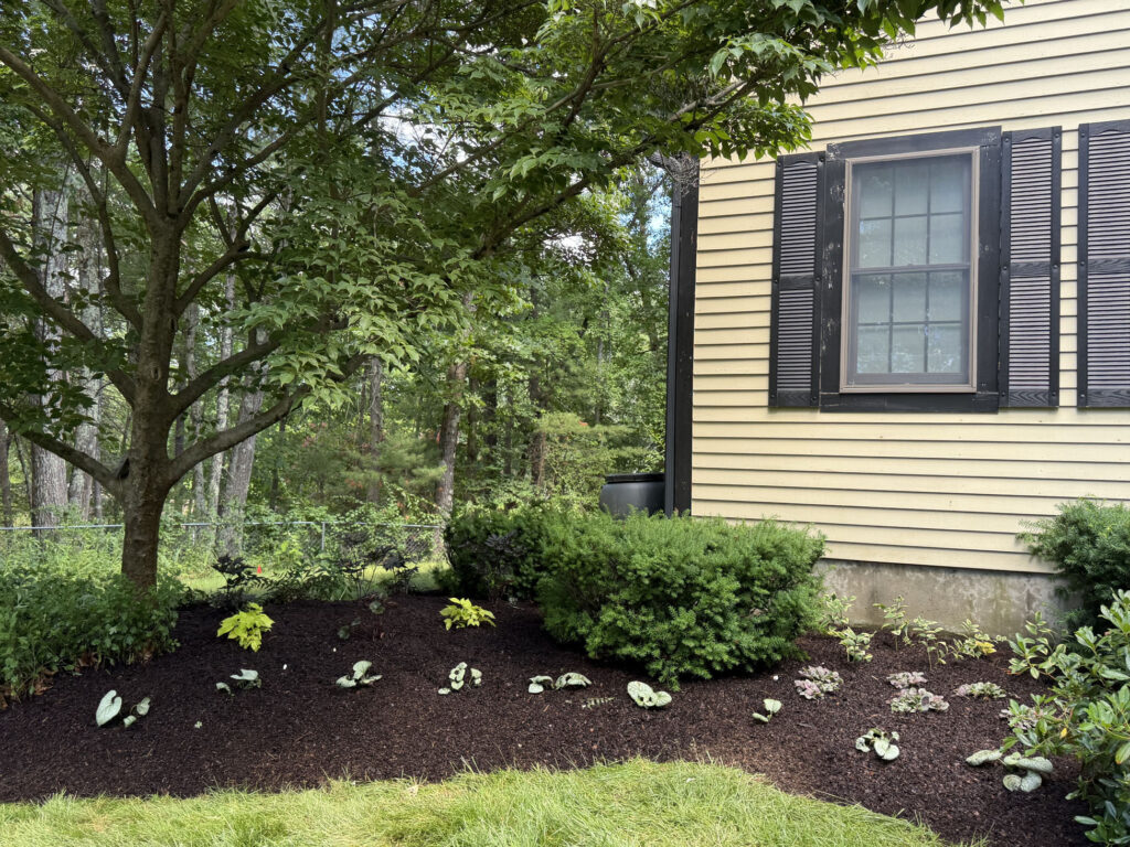 We revitalized seven existing garden beds, each with mostly shade or part-sun conditions. After walking the property with the homeowner, we decided to expand the original vision by incorporating even more shade-loving perennials to create a lush, layered display that will become even more beautiful each season.