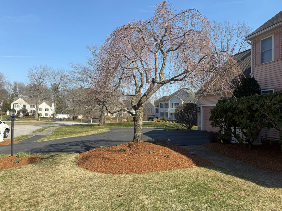 🌿 Garden Maintenance and Design in Westford, MA