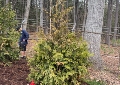 🌲 Shrub Planting and Maintenance in Nashua, NH