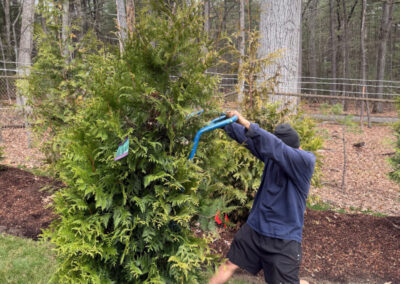 🌲 Shrub Planting and Maintenance in Nashua, NH
