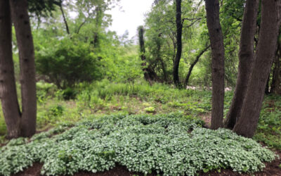 Garden Maintenance in Concord, MA.