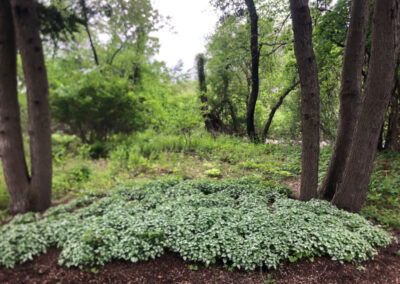 Garden Maintenance in Concord, MA.