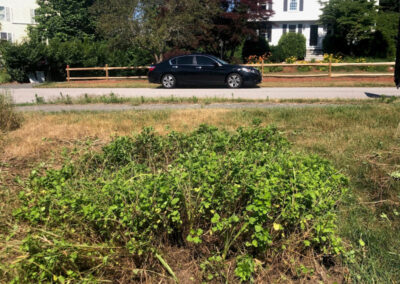 Garden Maintenance and Weeding in Chelmsford, MA