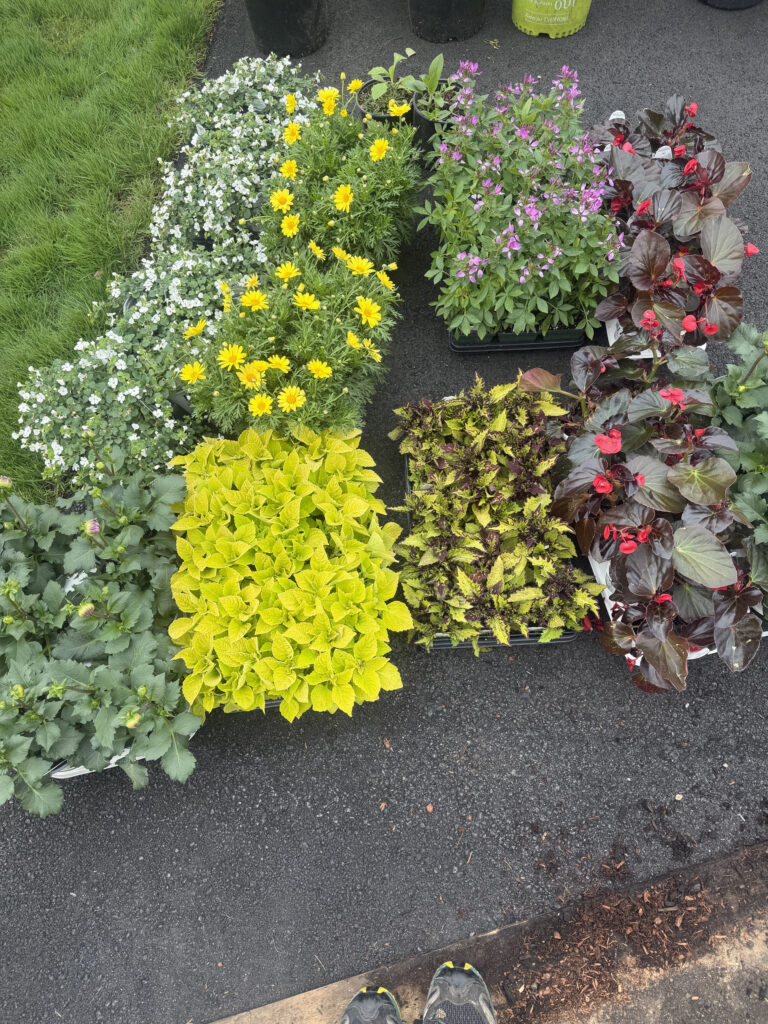 Garden Maintenance and Seasonal Color Installation in Westford, MA