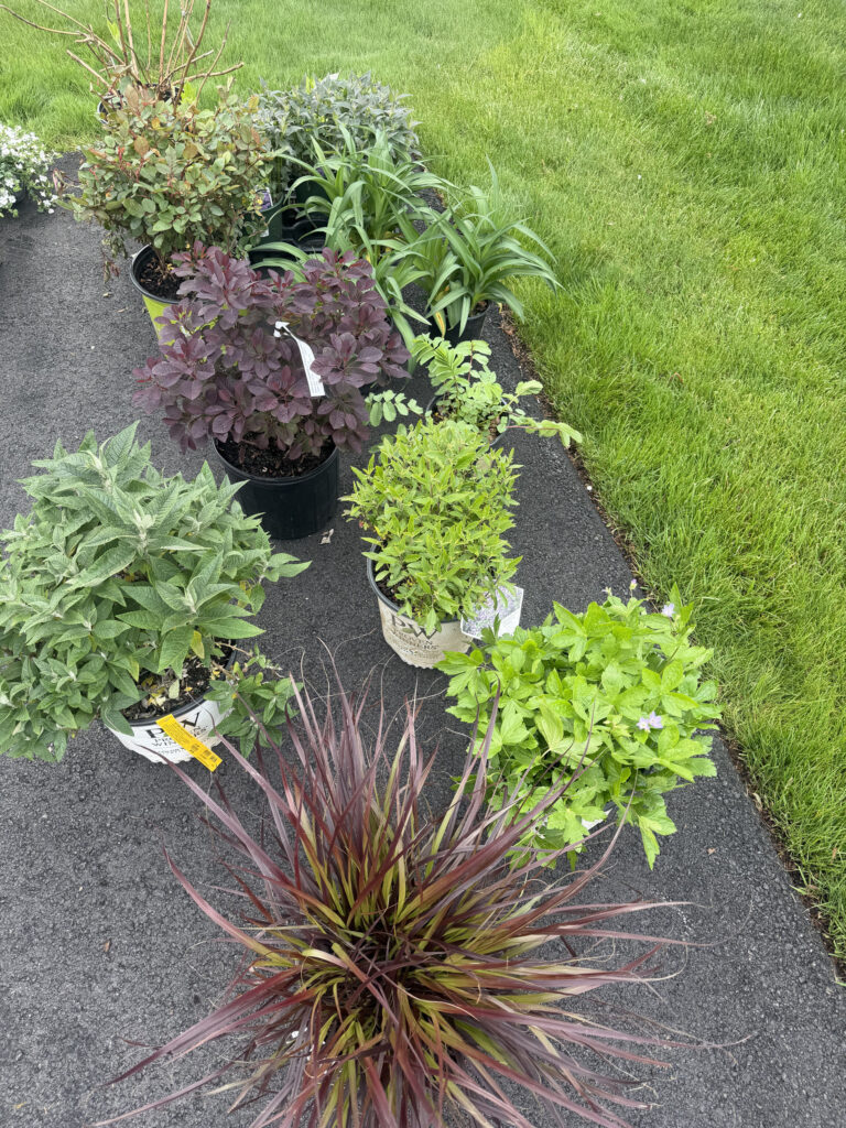 Garden Maintenance and Seasonal Color Installation in Westford, MA