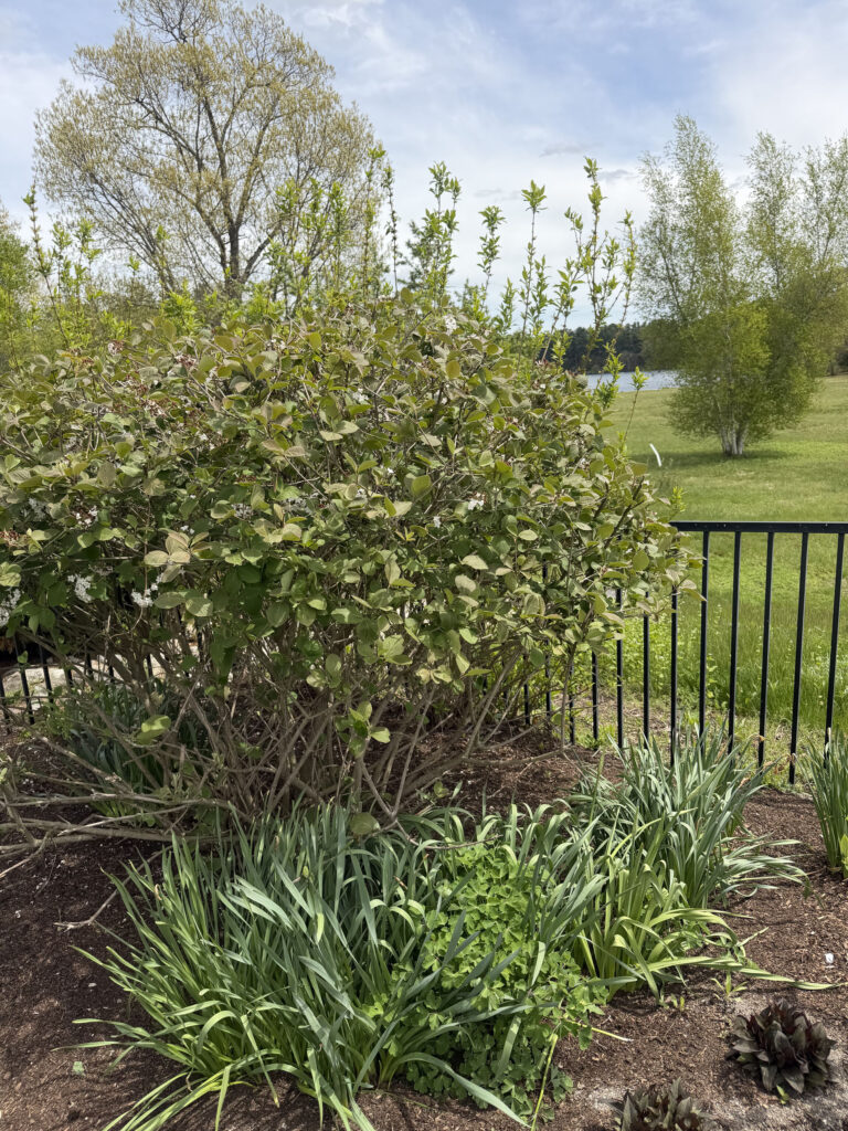 After Garden Maintenance and Seasonal Color Installation in Westford, MA