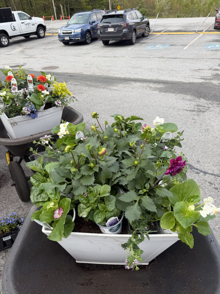 Garden Maintenance & Annual Flower Installation in Tyngsboro, MA