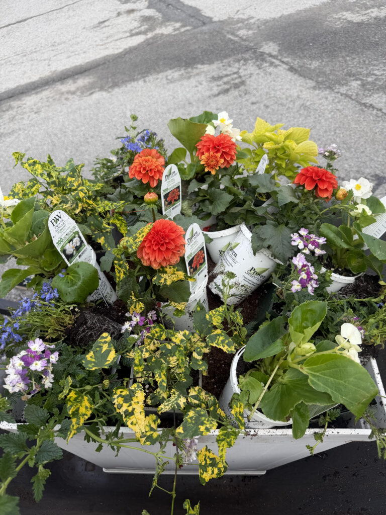 Garden Maintenance & Annual Flower Installation in Tyngsboro, MA