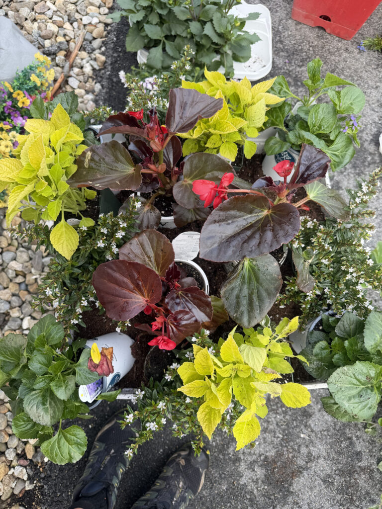 Garden Maintenance & Annual Flower Installation in Tyngsboro, MA