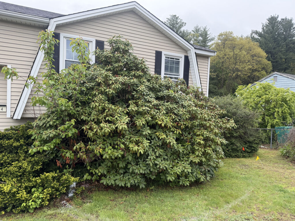 Garden Maintenance & Shrub Installation in Lowell, MA