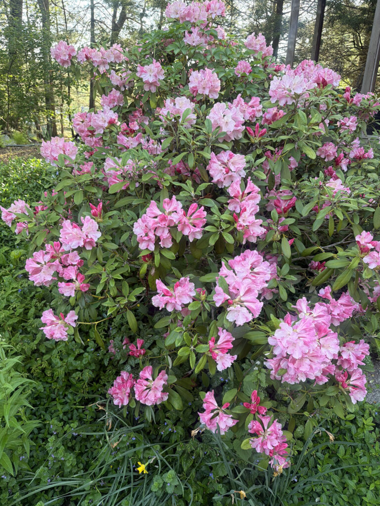 Mid-May Garden Update in Tyngsboro, MA