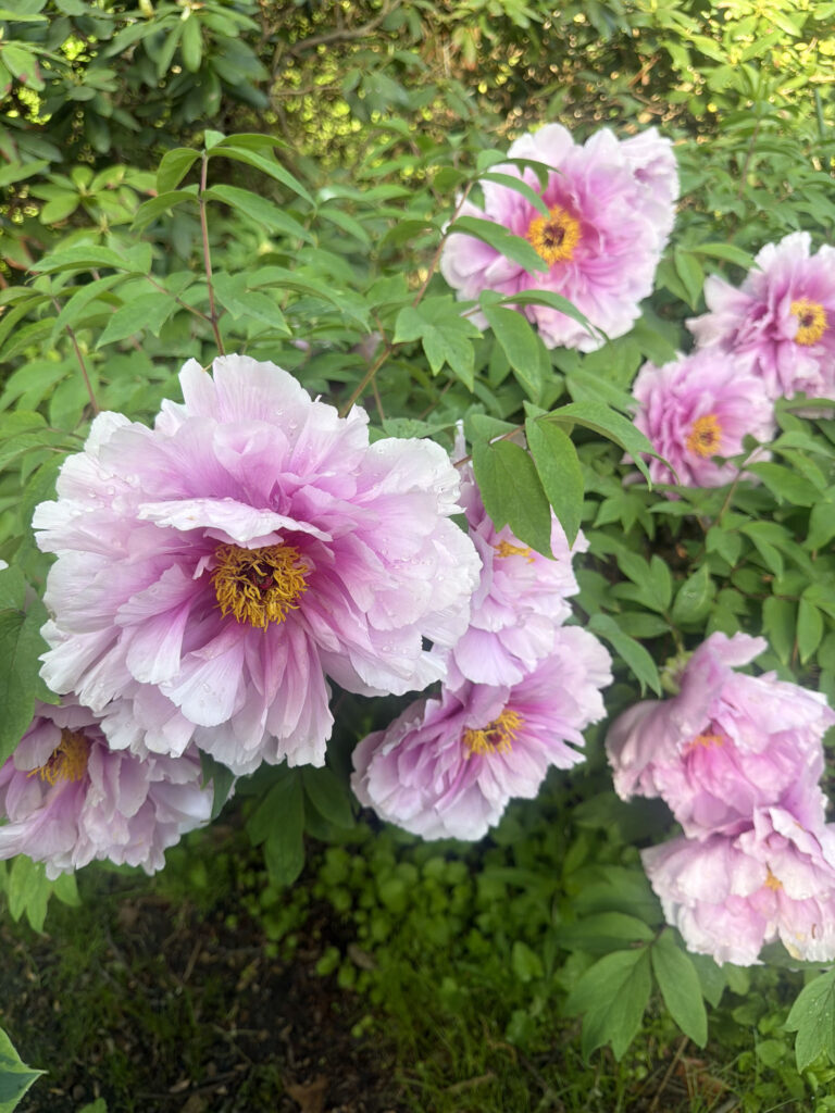 Mid-May Garden Update in Tyngsboro, MA