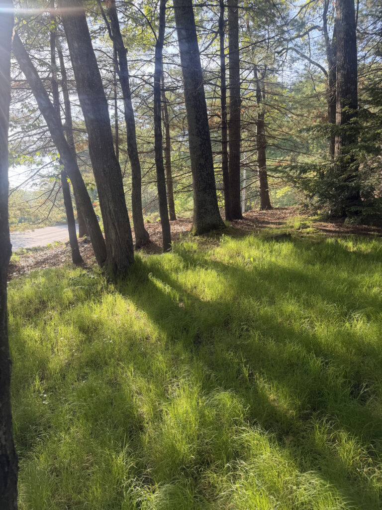 Mid-May Garden Update in Tyngsboro, MA
