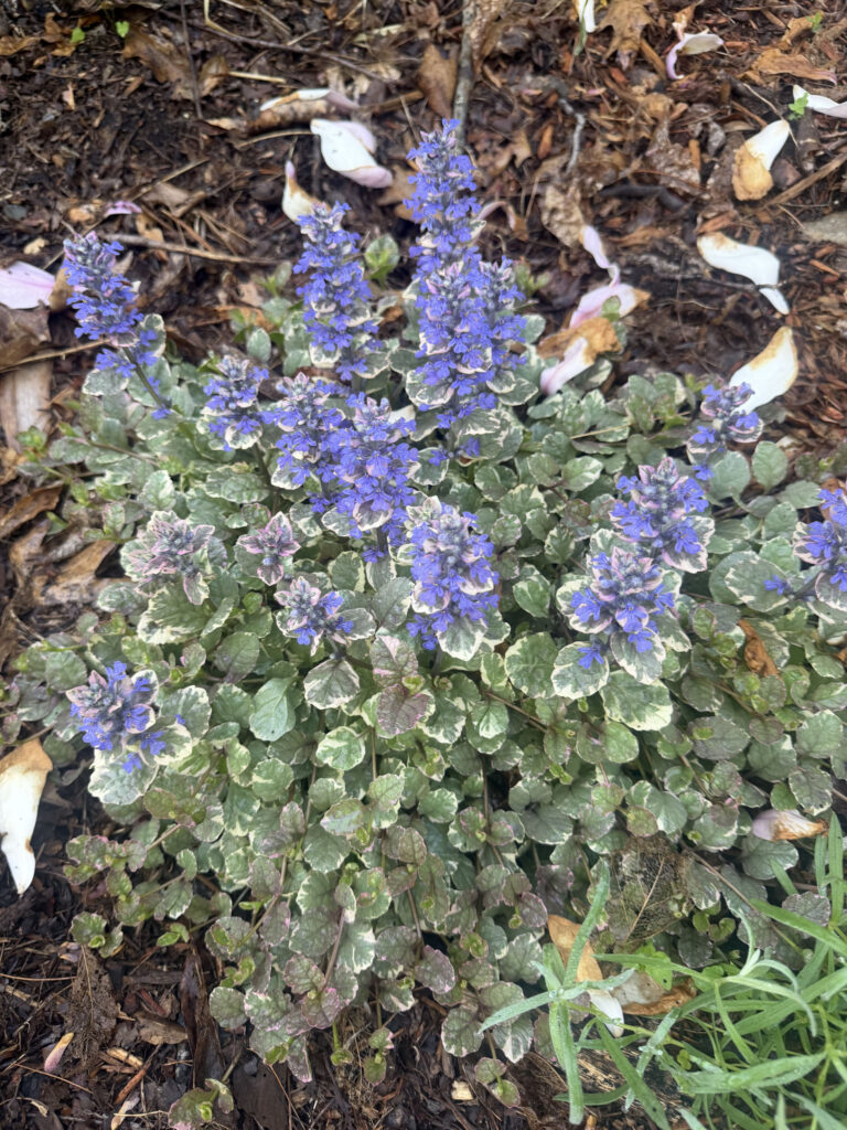 Mid-May Garden Update in Tyngsboro, MA