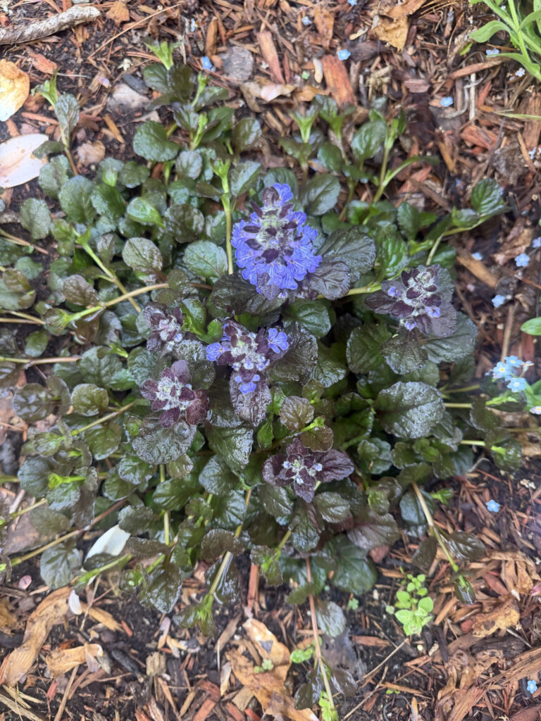Mid-May Garden Update in Tyngsboro, MA