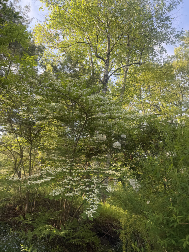 Mid-May Garden Update in Tyngsboro, MA
