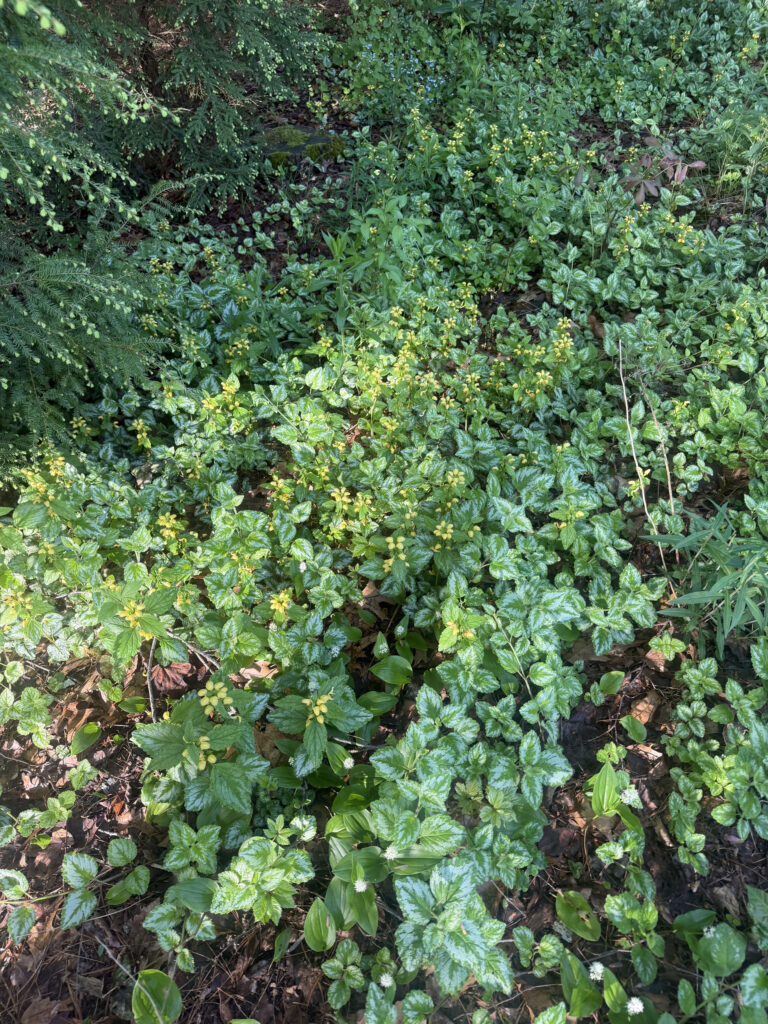 Mid-May Garden Update in Tyngsboro, MA