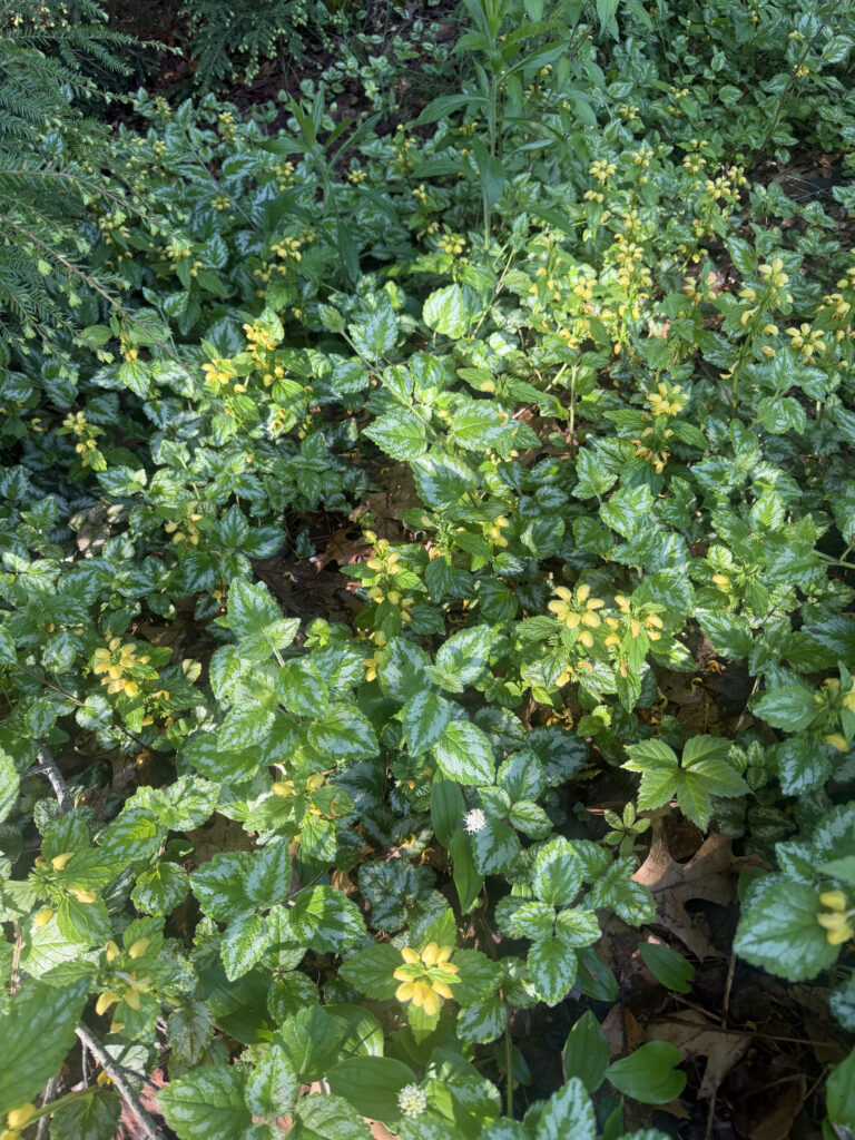 Mid-May Garden Update in Tyngsboro, MA