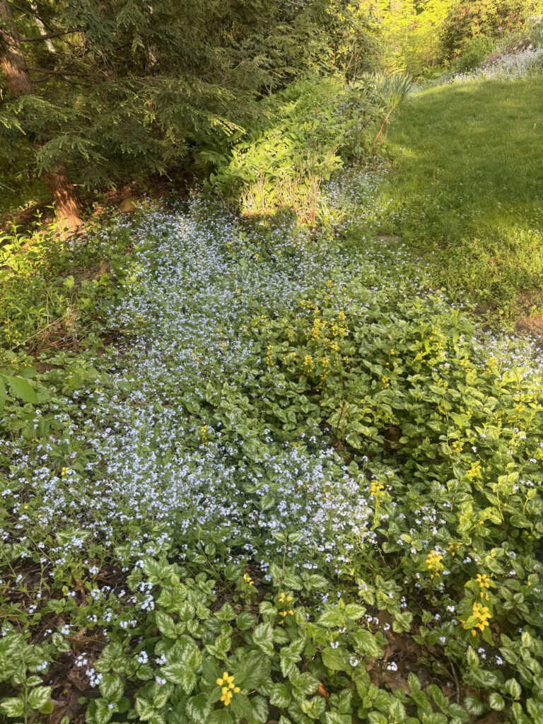 Mid-May Garden Update in Tyngsboro, MA