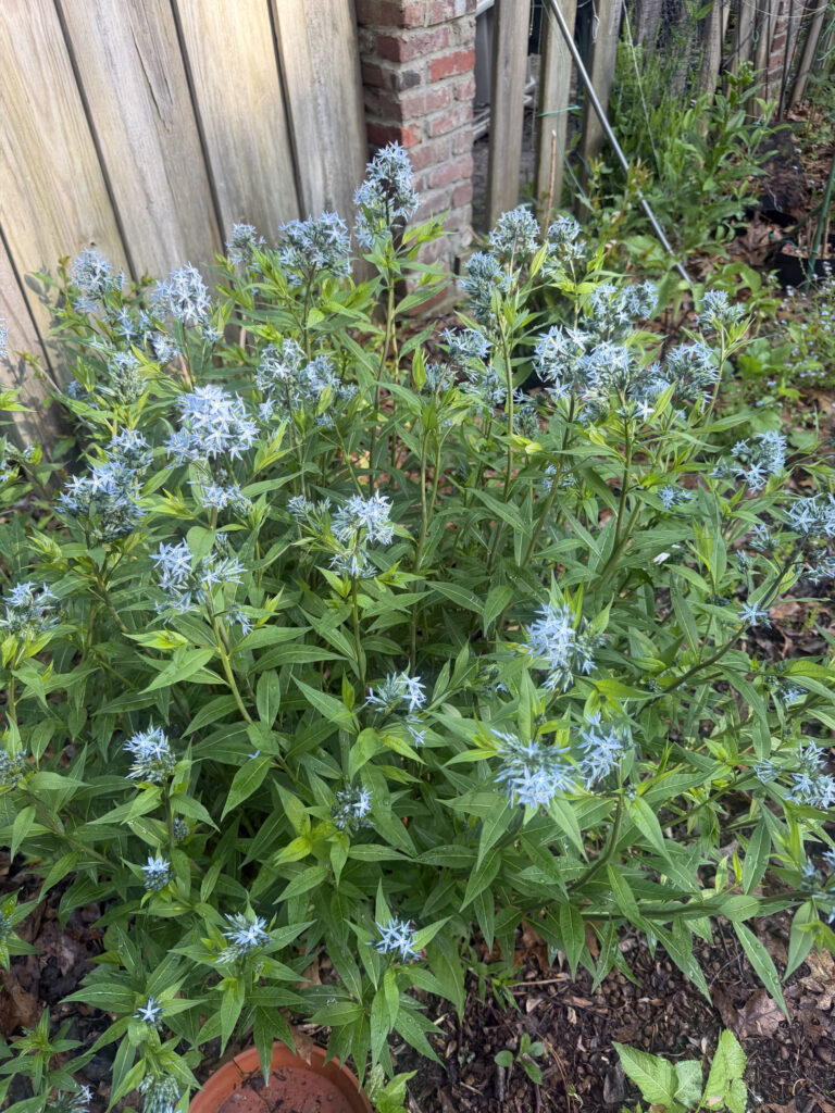 Mid-May Garden Update in Tyngsboro, MA