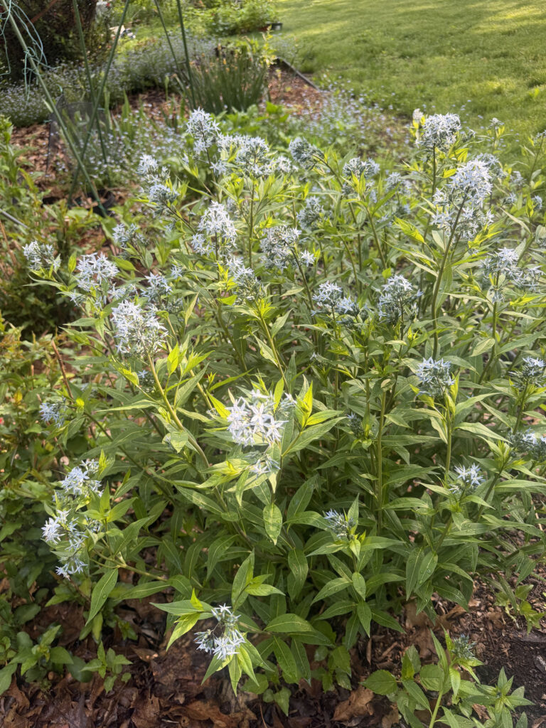 Mid-May Garden Update in Tyngsboro, MA