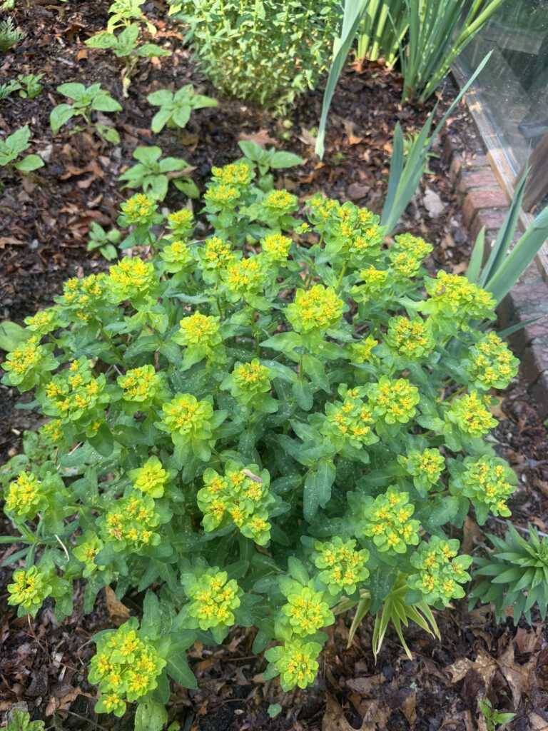 Mid-May Garden Update in Tyngsboro, MA