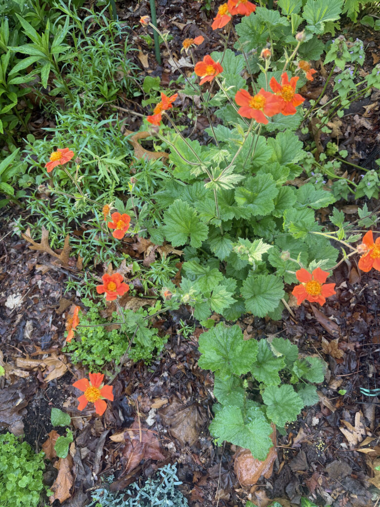 Mid-May Garden Update in Tyngsboro, MA