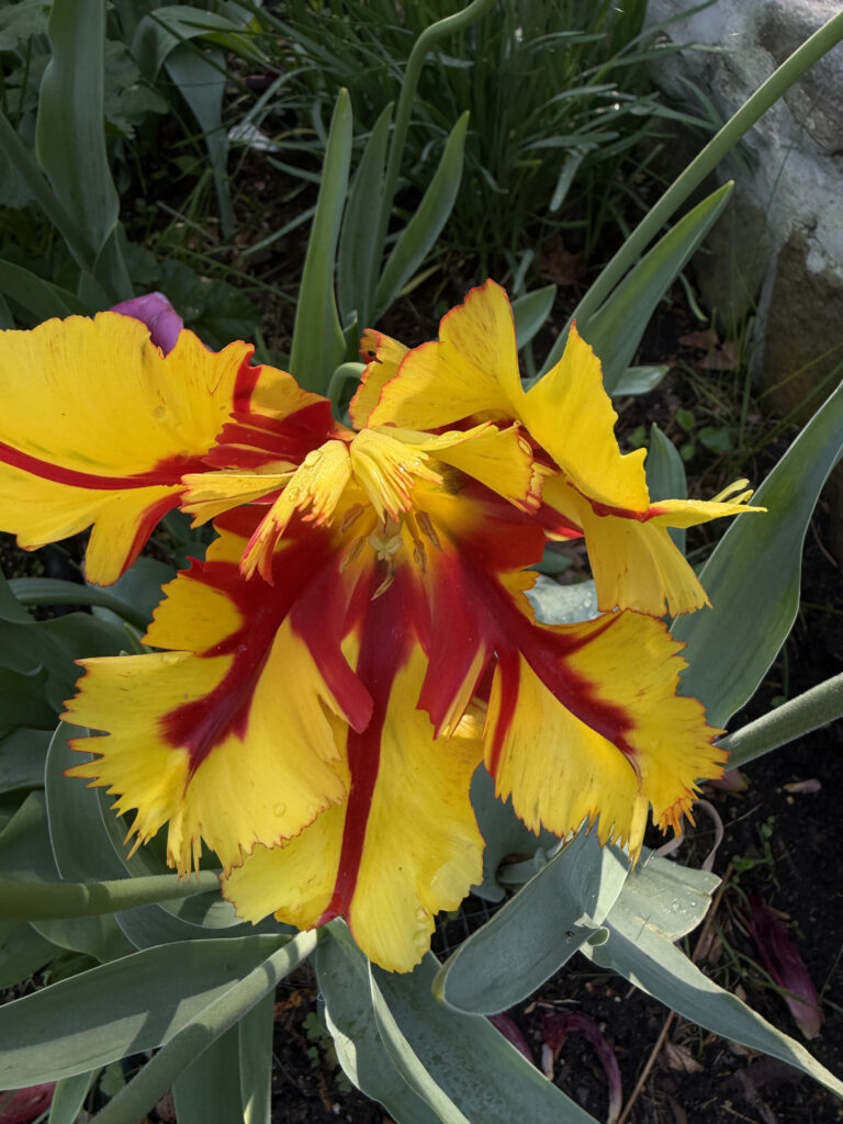 Mid-May Garden Update in Tyngsboro, MA