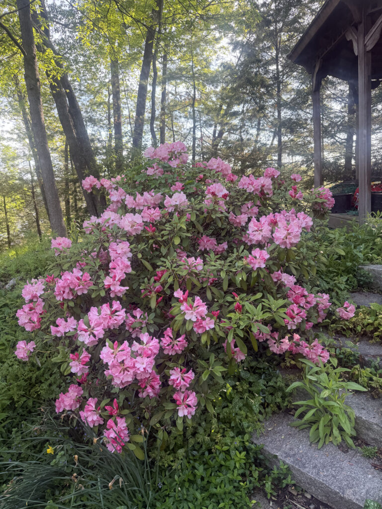 Mid-May Garden Update in Tyngsboro, MA