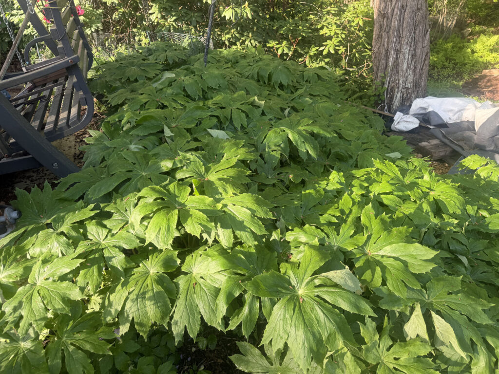 Mid-May Garden Update in Tyngsboro, MA