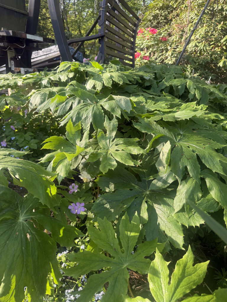 Mid-May Garden Update in Tyngsboro, MA