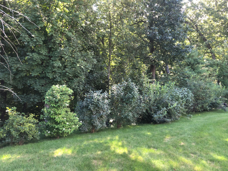 Garden Clean-Up and Pruning in Groton, MA.