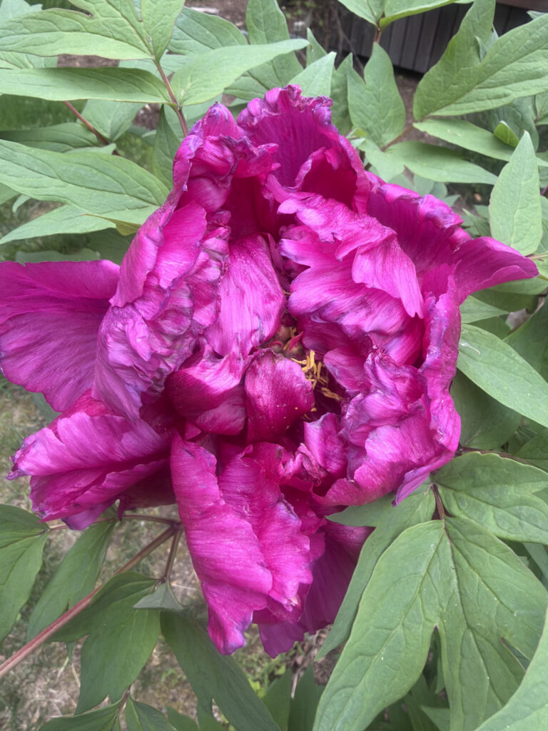 Mid-May Garden Update in Tyngsboro, MA