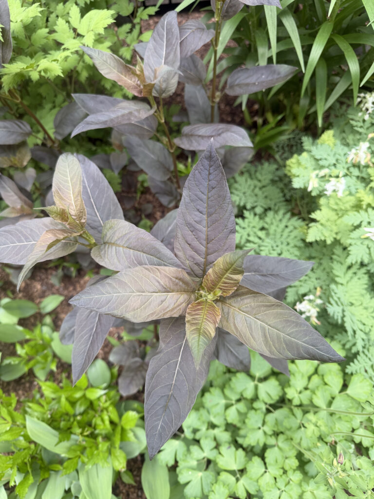Mid-May Garden Update in Tyngsboro, MA