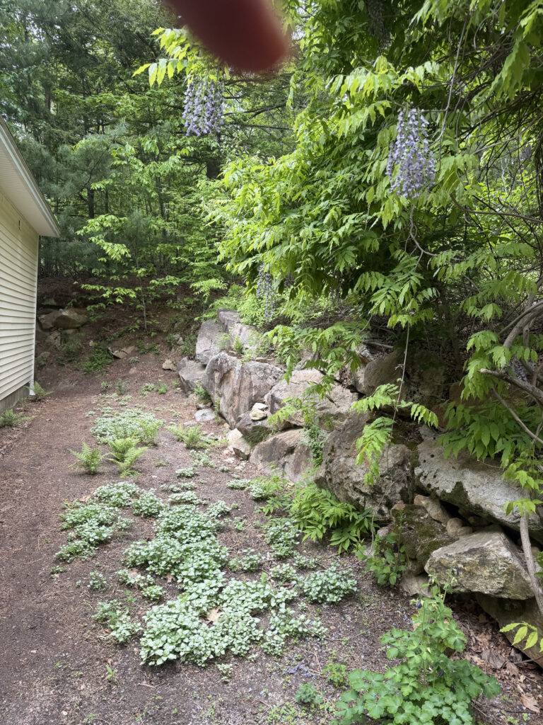 This Bedford, NH garden has been one of our most challenging — and rewarding — experiments with nature.