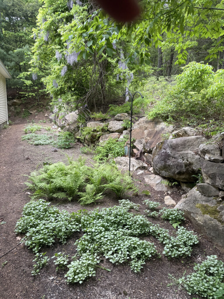 This Bedford, NH garden has been one of our most challenging — and rewarding — experiments with nature.