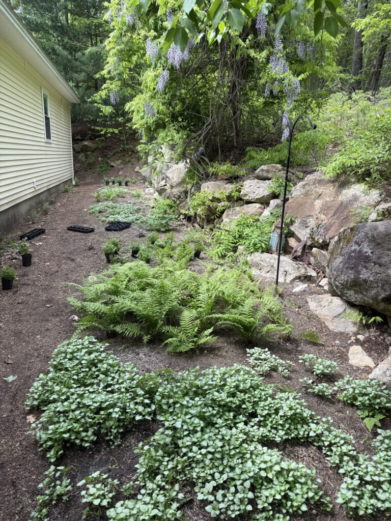 This Bedford, NH garden has been one of our most challenging — and rewarding — experiments with nature.