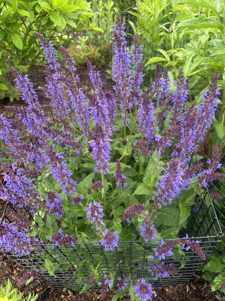Garden Maintenance & Installation in Westford, MA
