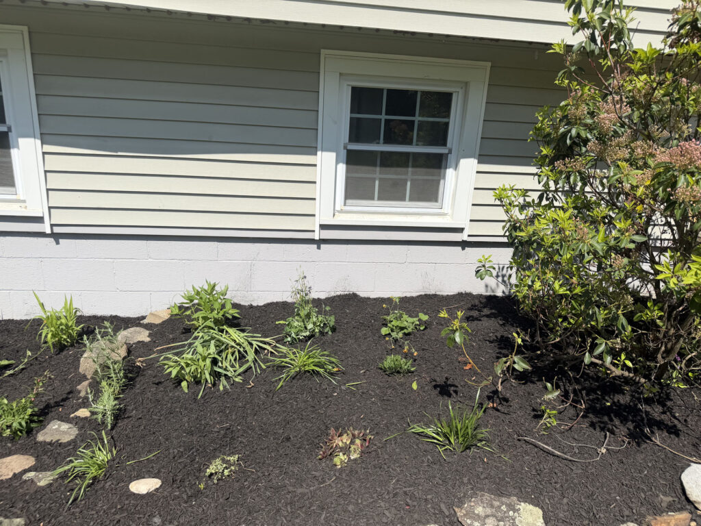 This Pelham, NH garden brought a unique challenge: hot afternoon sun from noon until five every day. Instead of fighting the conditions, we designed around them.
