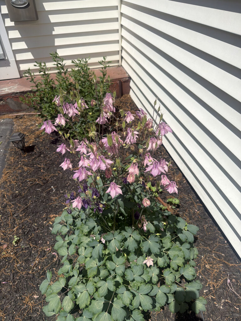 Garden Maintenance in Chelmsford, MA