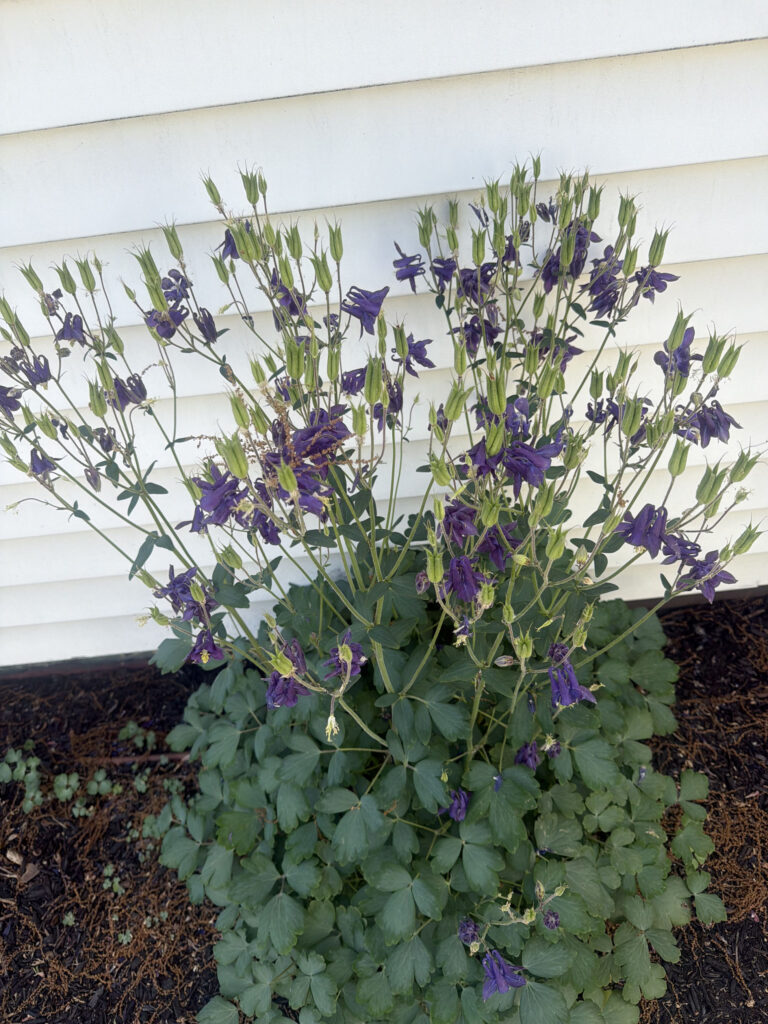 Garden Maintenance in Chelmsford, MA