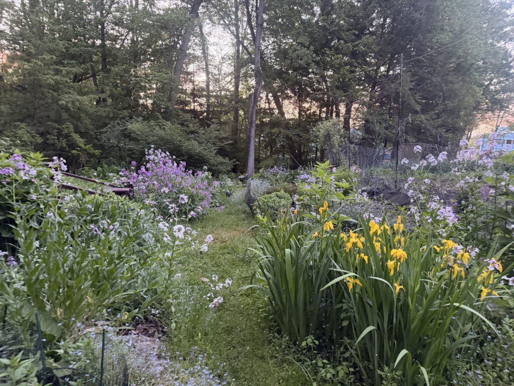 Mid-May Garden Update in Tyngsboro, MA