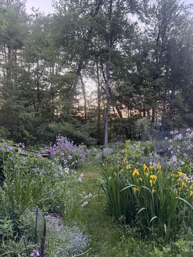 Mid-May Garden Update in Tyngsboro, MA
