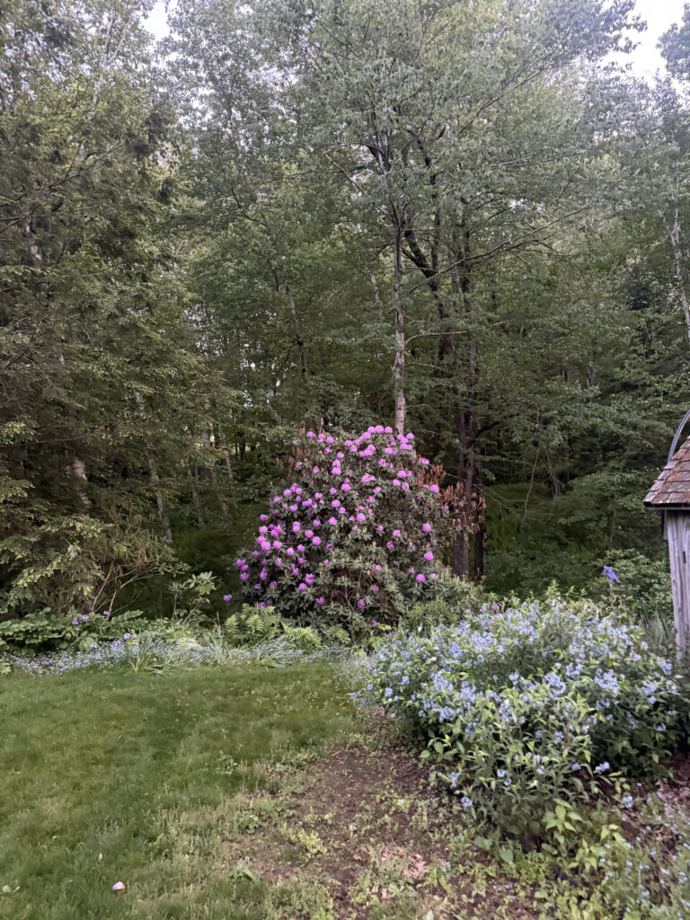 Mid-May Garden Update in Tyngsboro, MA