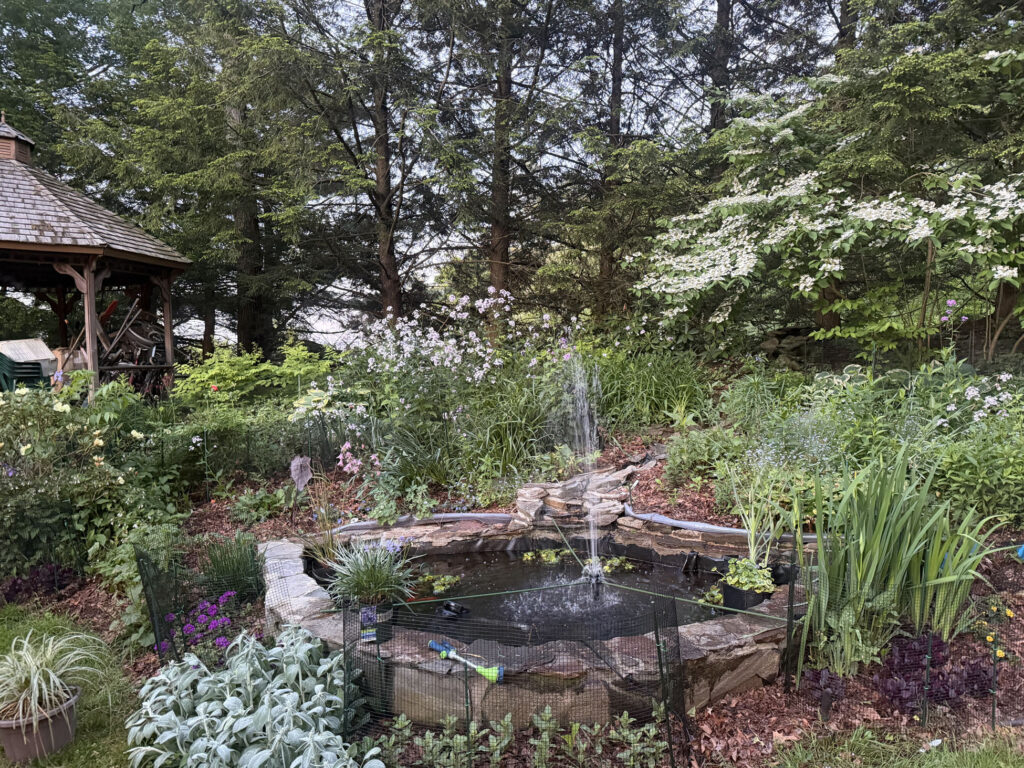Mid-May Garden Update in Tyngsboro, MA