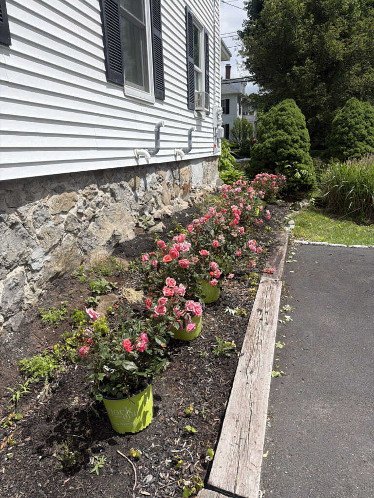 Garden Maintenance & Rose Garden Installation in Andover, MA
