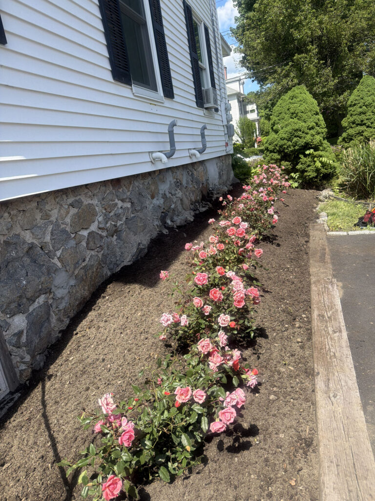 Garden Maintenance & Rose Garden Installation in Andover, MA