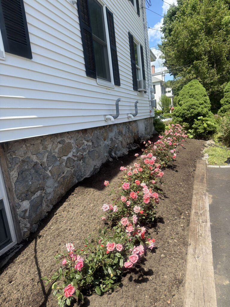 Garden Maintenance & Rose Garden Installation in Andover, MA