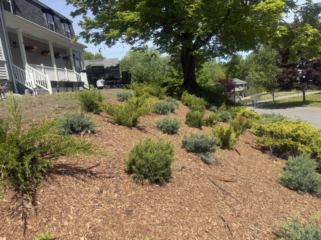 About 15 yards of rich garden soil were brought in to prepare the new beds. On the slope, we planted approximately 50 spreading junipers and 50 perennials, giving the hillside a mix of evergreen structure, texture and seasonal color.