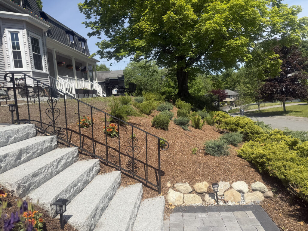 About 15 yards of rich garden soil were brought in to prepare the new beds. On the slope, we planted approximately 50 spreading junipers and 50 perennials, giving the hillside a mix of evergreen structure, texture and seasonal color.